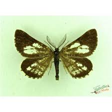 Attēlu rezultāti vaicājumam “Bupalus piniaria male”