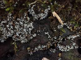 Attēlu rezultāti vaicājumam “Polycephalomyces tomentosus”