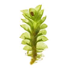 Attēlu rezultāti vaicājumam “Tritomaria exsectiformis”