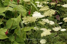 Attēlu rezultāti vaicājumam “Cenolophium denudatum”