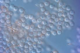 Attēlu rezultāti vaicājumam “Stemonitopsis hyperopta”