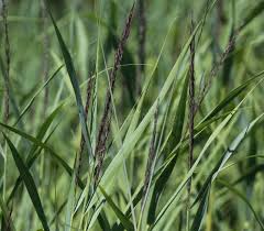 Attēlu rezultāti vaicājumam “Carex acutiformis leaf”