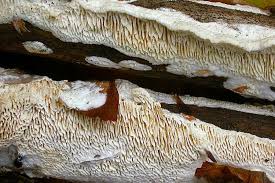 Attēlu rezultāti vaicājumam “Antrodia albida”