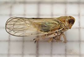 Attēlu rezultāti vaicājumam “Javesella pellucida female”