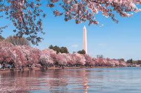 Image result for "cherry blossom" washington