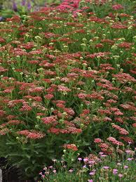 Image result for Achillea millefolium