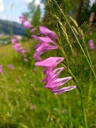 Attēlu rezultāti vaicājumam “Gladiolus imbricatus”