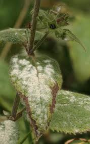 Attēlu rezultāti vaicājumam “Erysiphe galeopsidis”