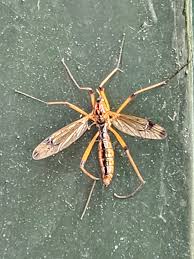 Attēlu rezultāti vaicājumam “Dictenidia bimaculata”