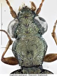 Attēlu rezultāti vaicājumam “Asaphidion pallipes”