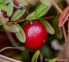 Attēlu rezultāti vaicājumam “Oxycoccus bud”