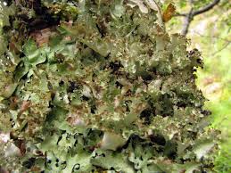 Attēlu rezultāti vaicājumam “Platismatia glauca”