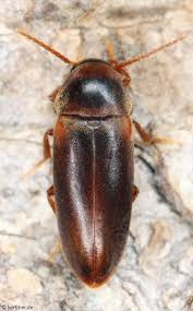 Attēlu rezultāti vaicājumam “Melandrya dubia”