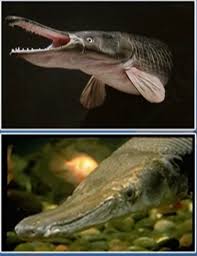 Image result for Garstang A S C