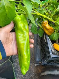 Afbeeldingsresultaat voor giant 3 sweet pepper