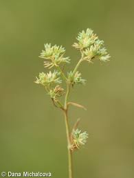 Attēlu rezultāti vaicājumam “Scleranthus annuus flower”