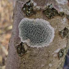 Attēlu rezultāti vaicājumam “Lecidella elaeochroma”