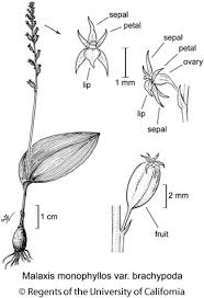 Attēlu rezultāti vaicājumam “Malaxis monophyllos flower”