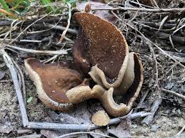 Attēlu rezultāti vaicājumam “Disciotis venosa”