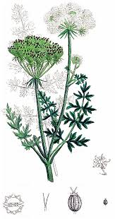 Attēlu rezultāti vaicājumam “Libanotis montana leaf”