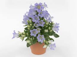 Image result for Campanula formanekiana