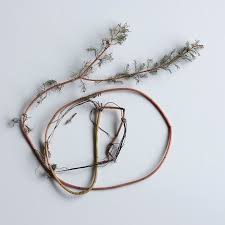 Attēlu rezultāti vaicājumam “Myriophyllum alterniflorum”