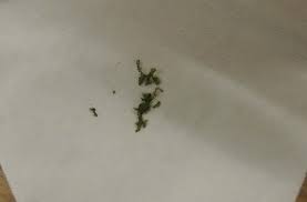 Attēlu rezultāti vaicājumam “Lophocolea coadunata”