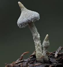 Attēlu rezultāti vaicājumam “Stemonitopsis typhina young”