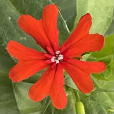 Attēlu rezultāti vaicājumam “Silene chalcedonica fruit”