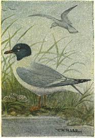 Image result for Sterna acuflavida