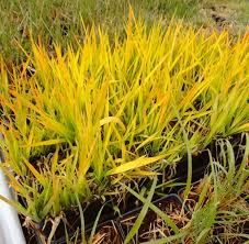Attēlu rezultāti vaicājumam “Phalaroides arundinacea fruit”