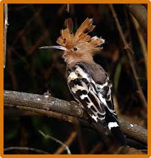 Attēlu rezultāti vaicājumam “Upupa epops adult”