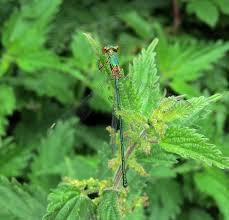 Attēlu rezultāti vaicājumam “Chalcolestes viridis”