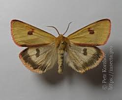 Attēlu rezultāti vaicājumam “Diacrisia sannio male”