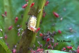 Attēlu rezultāti vaicājumam “Uroleucon hypochoeridis”