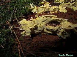 Attēlu rezultāti vaicājumam “Flaviporus citrinellus”