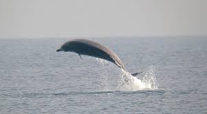 Image result for Mesoplodon bidens