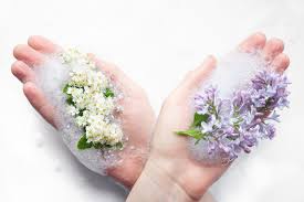 Image result for Himmelschlüssel