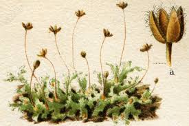 Attēlu rezultāti vaicājumam “Blasia pusilla”