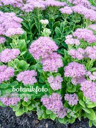 Attēlu rezultāti vaicājumam “Hylotelephium telephium”