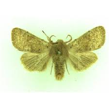 Attēlu rezultāti vaicājumam “Orthosia cruda”