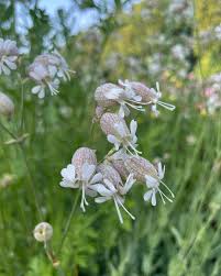Attēlu rezultāti vaicājumam “Silene tatarica flower”