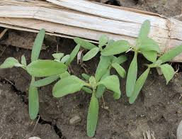 Attēlu rezultāti vaicājumam “Atriplex calotheca leaf”