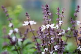 Attēlu rezultāti vaicājumam “Ocimum basilicum flower”