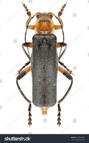 Attēlu rezultāti vaicājumam “Cantharis livida”