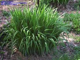 Attēlu rezultāti vaicājumam “Iris sibirica leaf”