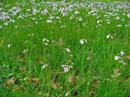 Attēlu rezultāti vaicājumam “Cardamine pratensis”