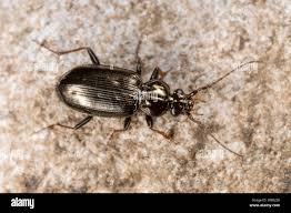 Attēlu rezultāti vaicājumam “Loricera pilicornis”