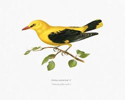 Attēlu rezultāti vaicājumam “Oriolus oriolus male”