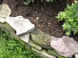 Attēlu rezultāti vaicājumam “Sphaerobolus stellatus”